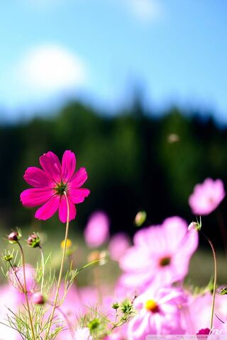 Blossoming Beauty: The ..