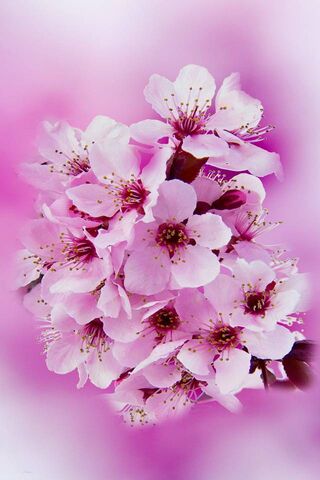 Tận hưởng không khí tươi mới của mùa xuân với những hình nền Spring Sakura Wallpaper đẹp lung linh, sức sống tràn đầy của những cánh hoa anh đào huyền thoại.