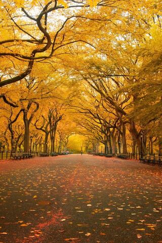 Golden Canopy: The Yell..