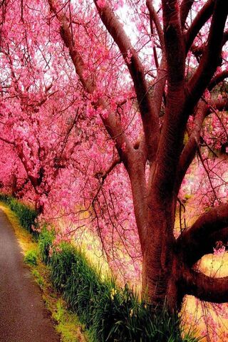 Blossomed Tree