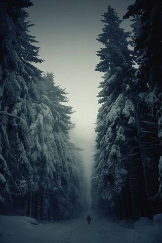 Whispers of the Wild: N..