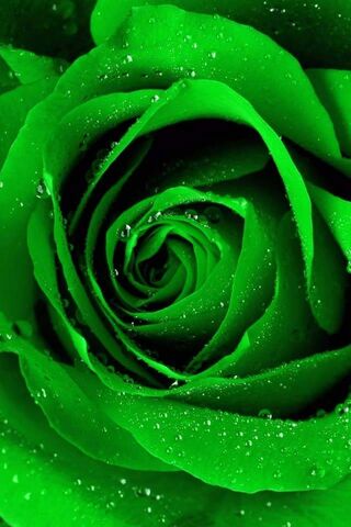Rosa verde