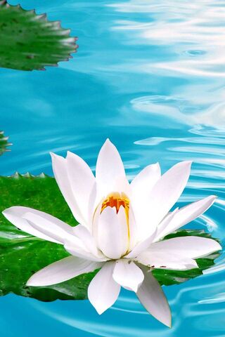 Lotus Flower Wallpaper - Download to your mobile from PHONEKY