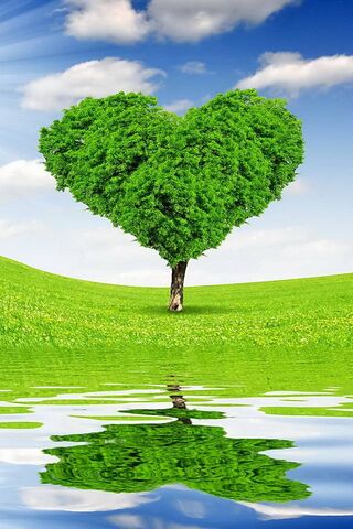 Ảnh nền cây trái tim - Cây trái tim mang lại sự an yên và bình yên của cuộc sống. Hãy cùng chiêm ngưỡng hình ảnh cây trái tim trên một tấm nền xanh tươi để cảm nhận trọn vẹn sự sâu sắc của cuộc sống và tình yêu của thiên nhiên.