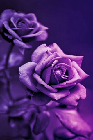 Rosas púrpuras