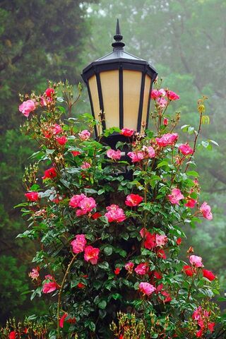 Blooming Joy: A Celebra..
