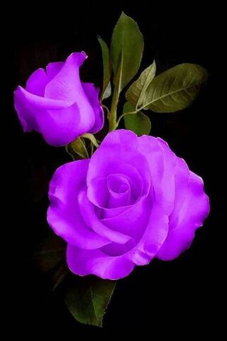 Blooming Joy: A Celebra..