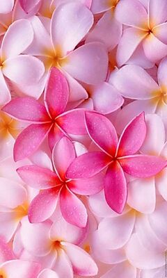 Plumeria الخلفية تحميل إلى هاتفك النقال من Phoneky