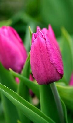 Ảnh nền hoa tulip tím sẽ mang lại cho bạn cảm giác thư giãn và tràn đầy năng lượng. Với màu sắc tím tươi sáng, ảnh nền hoa tulip tím là một cách tuyệt vời để tạo không gian sống độc đáo và thú vị. Hãy xem ảnh của chúng tôi để trải nghiệm sự đẹp và tinh tế của hoa tulip tím.