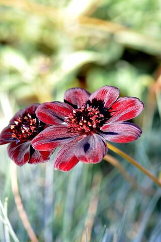Blooming Beauty: The Essence of Nature 🌸