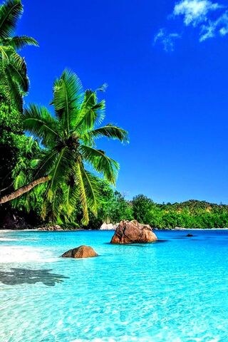 Mfy: Tropical Paradise ..