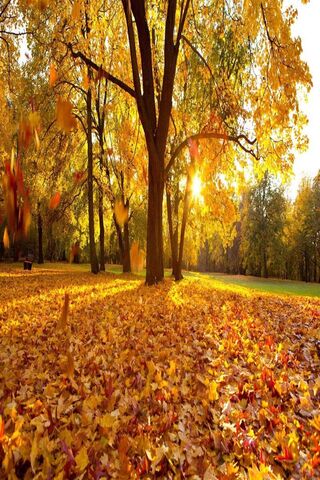 Autumn's Colorful Canva..