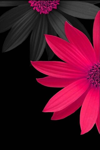 Blooming Elegance: The ..