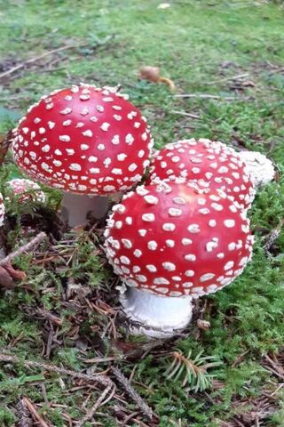 The Enchanting Amanita Muscaria: Nature's Red Gem 🍄✨