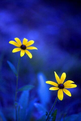 Golden Blooms in a Blue..