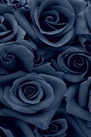 Mystical Blue Roses 🌹✨
