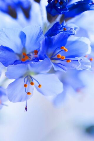 Blooming Beauty: Nature..