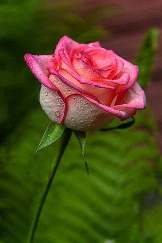 गुलाब का फूल
