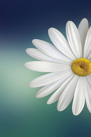 सफ़ेद फूल