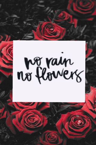 No Rain No Flowers Art Print by Magic  No rain no flowers Flower art  Iphone wallpaper tumblr aesthetic
