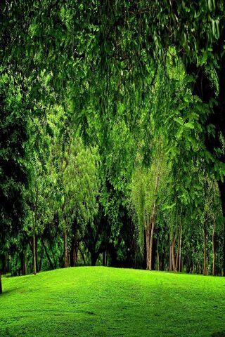 Paysage de forêt verte