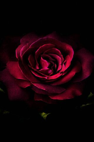 Fleur rouge dans le noir