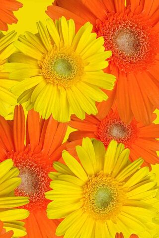 Vibrant Blooms: A Celebration of Color 🌸🌼