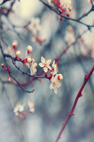 Blooming Beauty: A Flor..