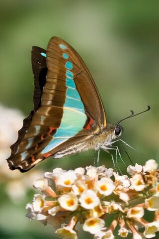 Beautyfull Butterfly