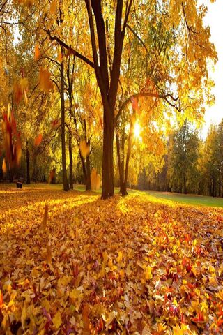 Autumn's Colorful Canvas 🍂🎨
