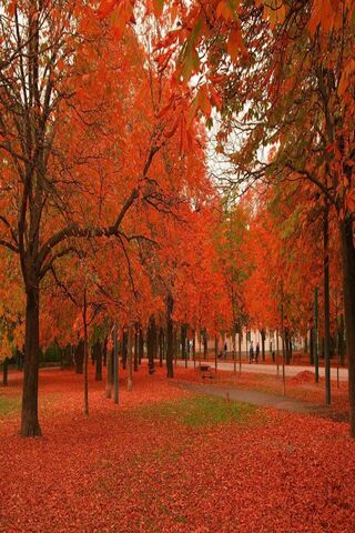 Árboles rojos de otoño