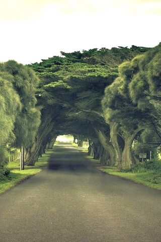 Embracing the Serenity of Green Nature 🌿