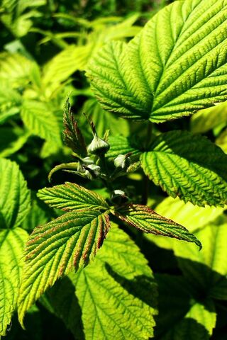Garden Treasures: A Glimpse into Nature's Bounty 🌿🌼