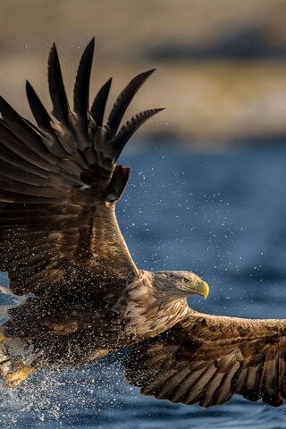 Soaring High: The Majes..