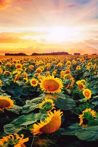 Golden Horizon: A Sea o..