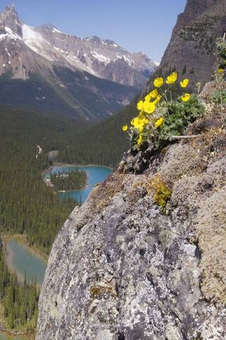 Blooming Beauty: A Flor..