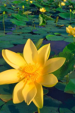 Blooming Beauty: A Flor..
