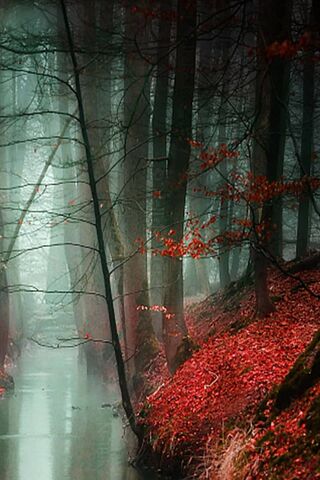The Bold Essence of Red..