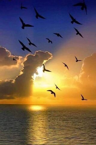 Golden Horizons: A Suns..