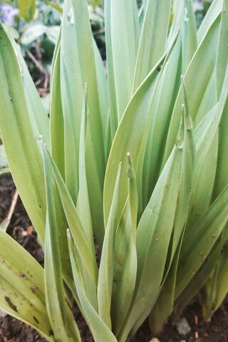 Greenlife