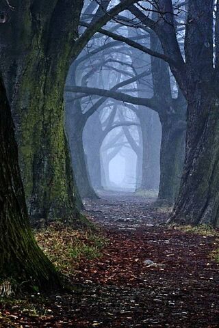 Spooky Trail Woods