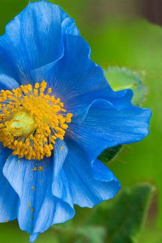 Whispers of the Blueflower 🌼💙