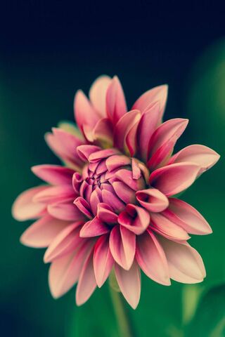 Dhalia: The Enigmatic Bloom 🌸