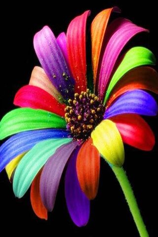 Blooming Beauty: A Cele..