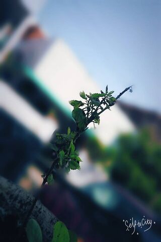 Green Plant