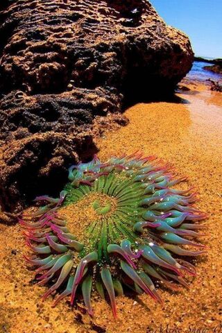 Anemone Wonderland: Nature's Colorful Marvel 🌊🌺