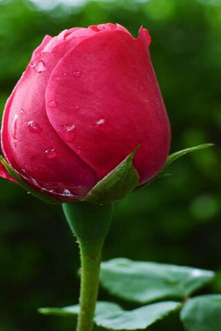 The Enigmatic Rose 🌹