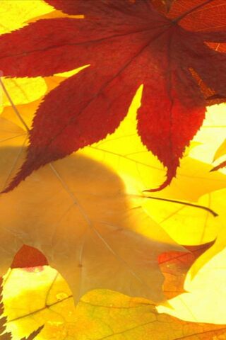 Symbian Leaves