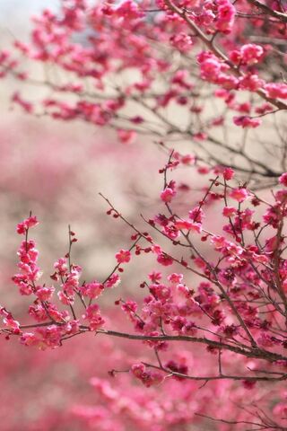 Pinke Blumen Hintergrund Lade Auf Dein Handy Von Phoneky Herunter
