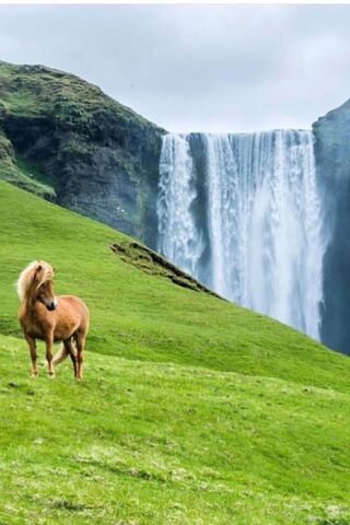 Horse and Water
